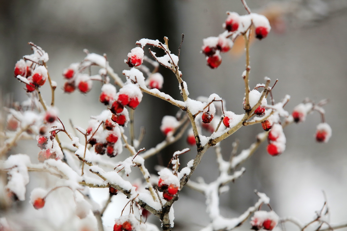 大雪至 瑞雪兆丰年 坐看青竹变琼枝